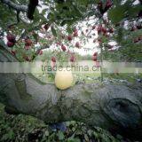 Hot Selling Apple Growing Paper Bag thumbnail-6