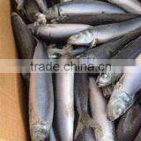 Frozen Sardine 100-150g thumbnail-4