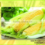 Canned sweet corn kernels canned vegetable, hight quality