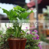 Different Size Wholesale Miniature Plant Pots With Tray thumbnail-4