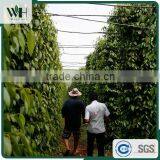 Cambodia Special Flavorful 500gl Black Pepper thumbnail-5