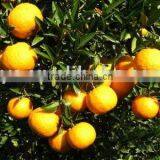 Mandarin Orange thumbnail-1