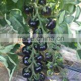 High Quality Hybrid Black Cherry Tomato Seeds for Growing- Purple Bright thumbnail-2