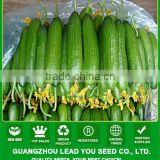 NCU07 Qinggua Top quality hybrid cucumber seeds cucumber hot sale