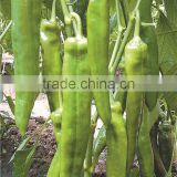 long chilly pepper seeds