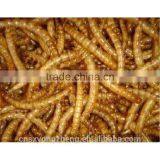 Natural Balance Pet Food Supplies Mealworms thumbnail-2