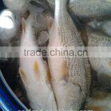 FROZEN RED DRUM (Sciaenops Ocellatus) thumbnail-2