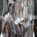 Frozen Argentina Squid thumbnail-1