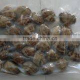 High Quality Frozen Vacuum Packed Short Necked Clam thumbnail-1