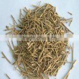 Ephedra Vulgaris thumbnail-4