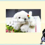 Beautiful Bright Pet Card Cheap Wholesale thumbnail-1
