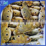 Redspot swimming crab(Portunus sanguinolentus)wholesale live seafood frozen crab meat export