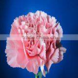 Wholesale Carnation Stem Various Colors Decorative Pink Carnation Flowers thumbnail-3