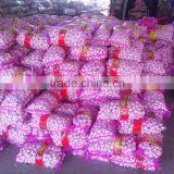 Season Garlic Supplier Red Garlic Sale thumbnail-4
