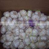 2014chinese Fresh Pure White Garlic thumbnail-1