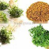 FENUGREEK POWDER EXTRACT thumbnail-2
