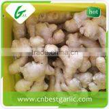 Air Dry Fresh Ginger thumbnail-2