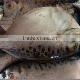 Frozen moonfish chinese origin