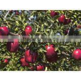 Common Cultivation Type and Apple Type Fresh Apples Fruit thumbnail-6