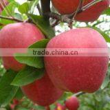 2016 Fresh Red Star Apples With High Quality for Sale Chinese Fresh Red Star Apples Factory thumbnail-5