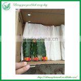 Ornamental Indoor Graft Mini Cactus Bonsai thumbnail-6