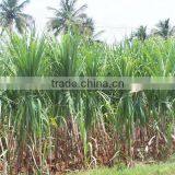 Metarhizium Anisopliae thumbnail-1