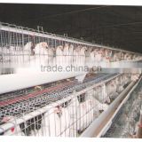 Poultry Cages for Feeding