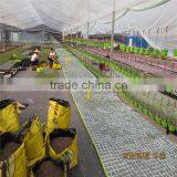 Glass Cover Material and Multi-Span Agricultural Greenhouses Type Greenhouse thumbnail-5