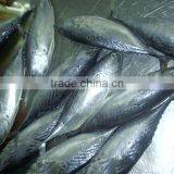 Sarda Chiliensis - Eastern Pacific Bonito 1000g+ thumbnail-2
