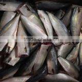 HGT Pacific Mackerel Scomber Japonicus Headless Gutted Tailess thumbnail-2