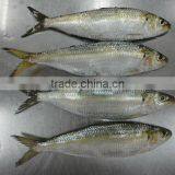 Good Quality Sea Frozen Sardine Fish thumbnail-3