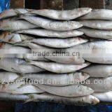 Sardinops Melanosticta Seafood Frozen Sardine