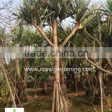 Pandanus Utilis High 4-5m Landscaping Tree thumbnail-3