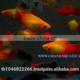 Platy Fish Farm For Sale / Ornamental Fish Exporter thumbnail-3