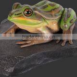 Green and Golden Bell Frog on Rock thumbnail-1