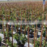 Bamboo Poles Flower Trellis for Supporting Plants thumbnail-5