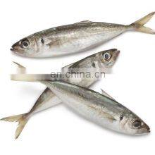 Frozen Round Scad Fish Round Scad Galunggong Small Eye Horse Mackerel Decapterus Maruadsi thumbnail-5
