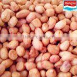 Groundnut Kernels Peanuts