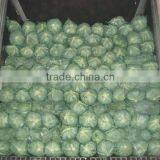VIETNAM FRESH CABBAGE thumbnail-4