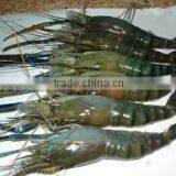 Fresh Water Prawns thumbnail-1