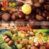 Bulk Chinese Chestnuts for Sale thumbnail-5