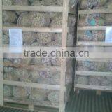 White Garlic thumbnail-6