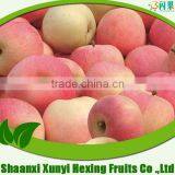 Top Fresh Gala Apple thumbnail-1