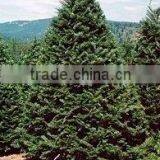 High Quality Abies Grandis Plant