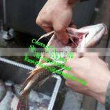 Fish Killer/fish Kill Machine/fish Viscera Removal Machine thumbnail-5