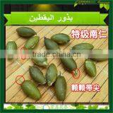 Pumpkin Seeds Kernel Grade AA High Quality thumbnail-2