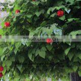 Artificial Apple Tree for Sale,fake Apple Tree for Indoor Use thumbnail-2
