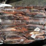 Dulse Seaweed of Illex Squid thumbnail-1