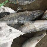 Oriental bonito frozen striped bonito sarda orientalis 1.8KG +