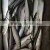 China-made Good-quality Sardine for Bait on Sale thumbnail-1